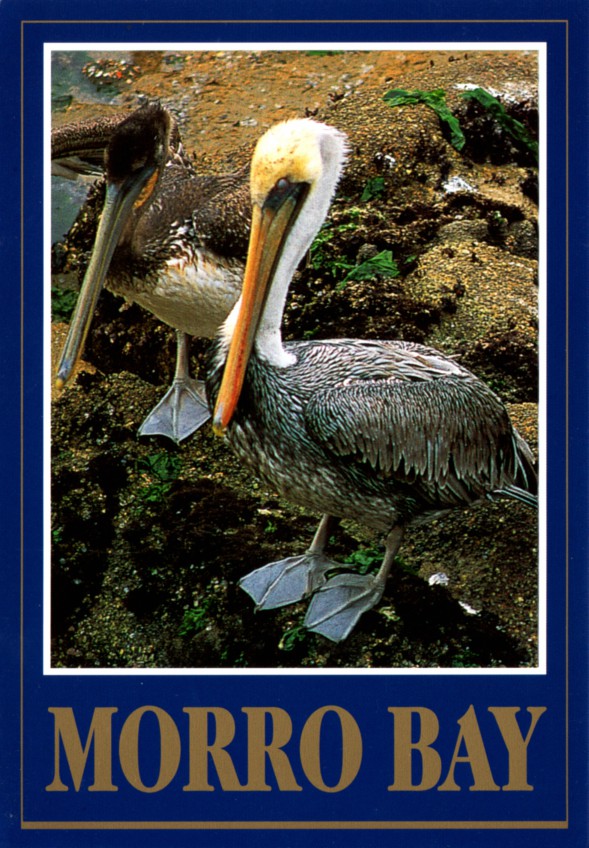 postcard a Morro Bay pelicans