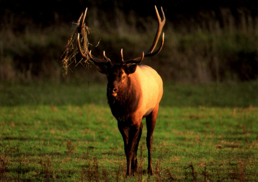 postcard a California Humboldt Elk