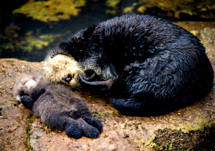 postcard a Monterey Bay Aquarium otter mommy and baby