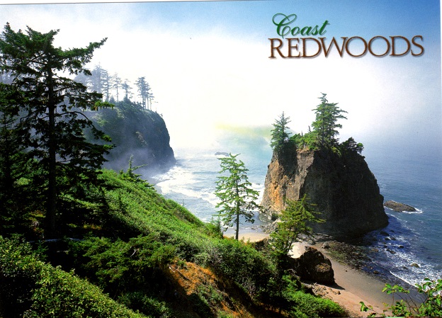 Coast Redwoods rock