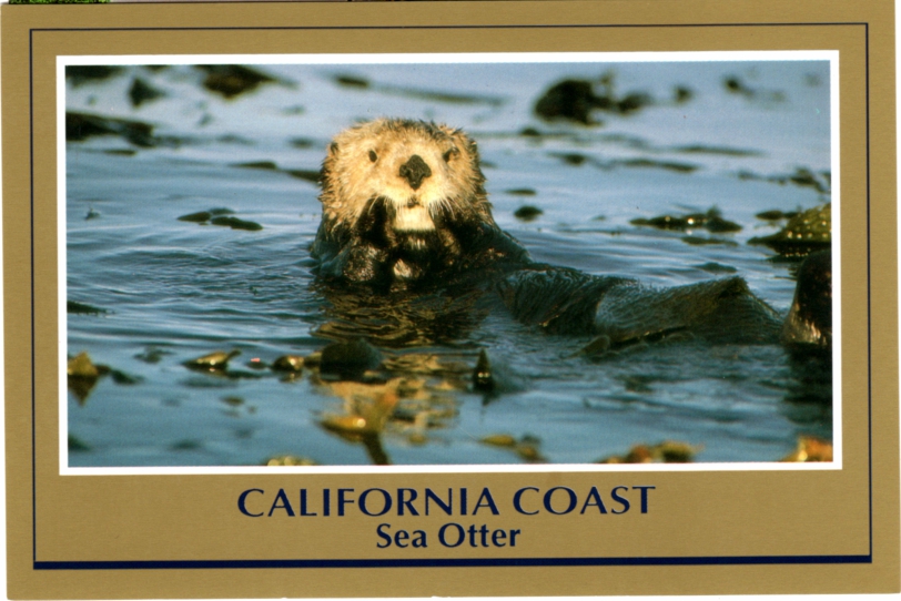 Postcard A Sea Otter California Coast