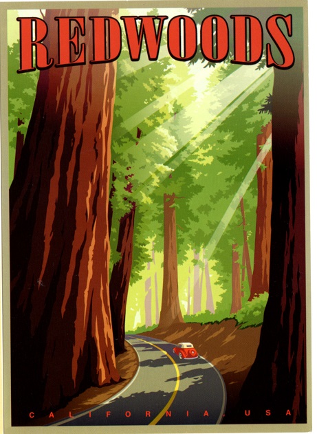 Redwoods illustrated