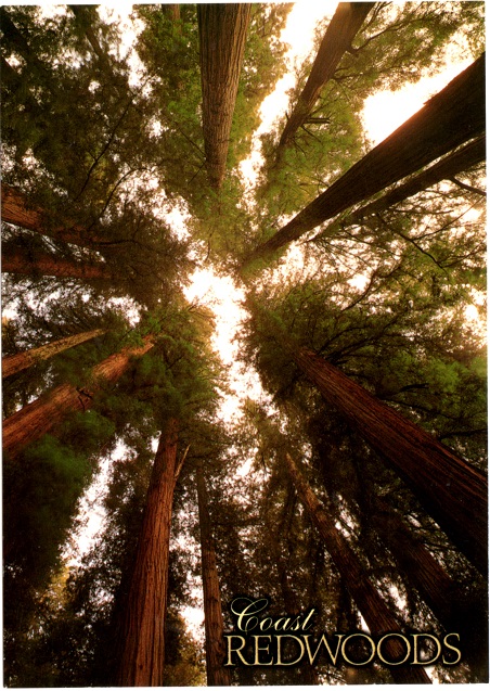 Coast Redwoods tree ring