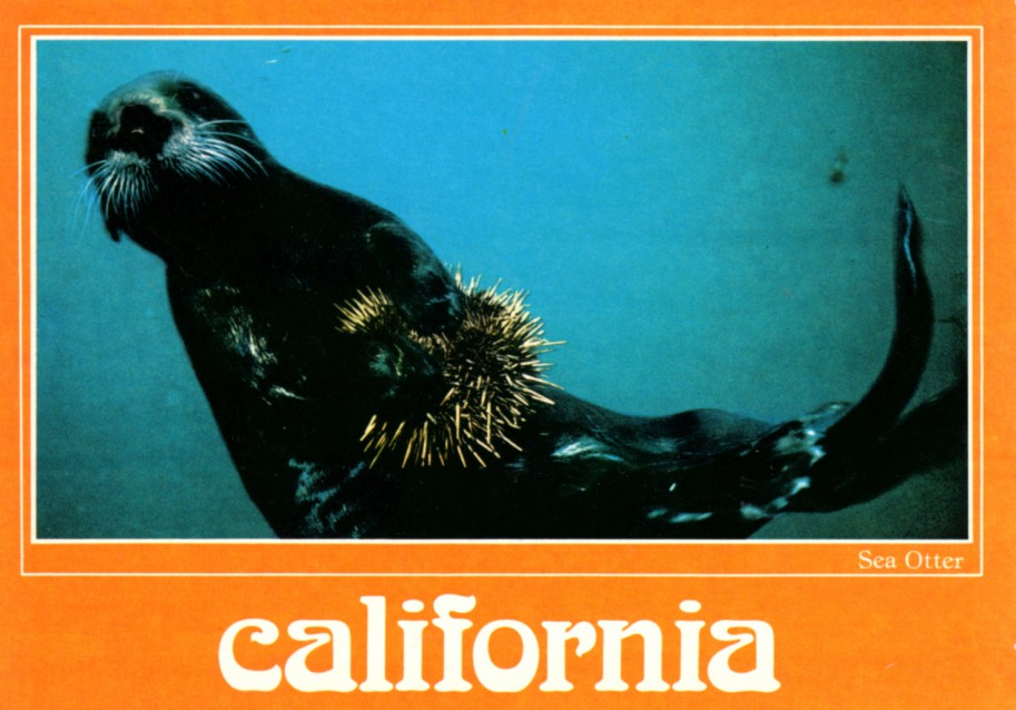 postcard California Sea Otter